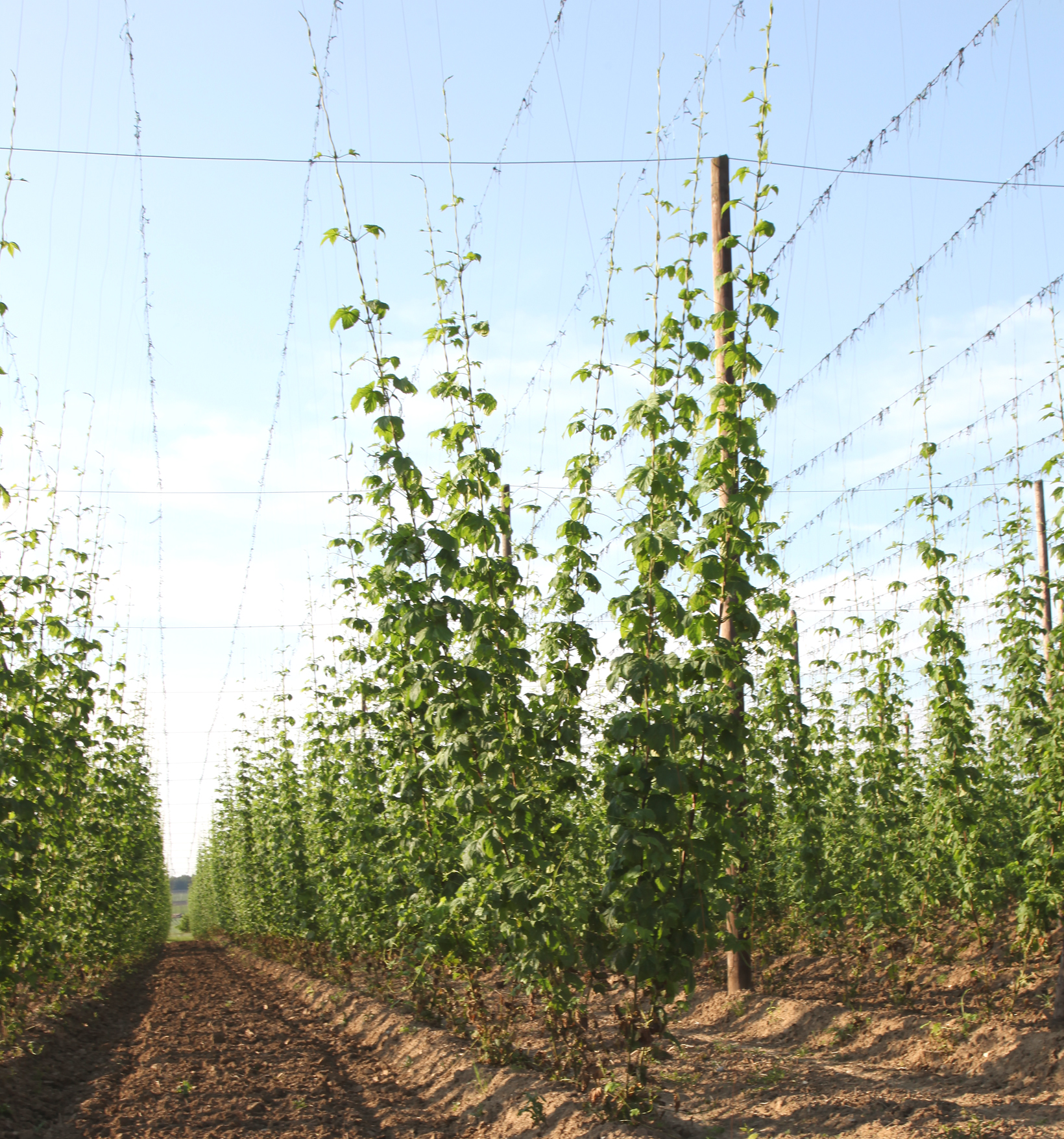 hopfenfeld